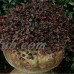 Purple Pixie Dwarf Weeping Loropetalum, Live Plants   555106379